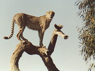 Photo from Victoria's Open Range Zoo